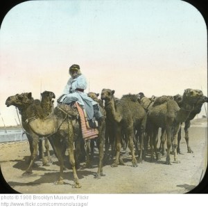 Camels in Egypt