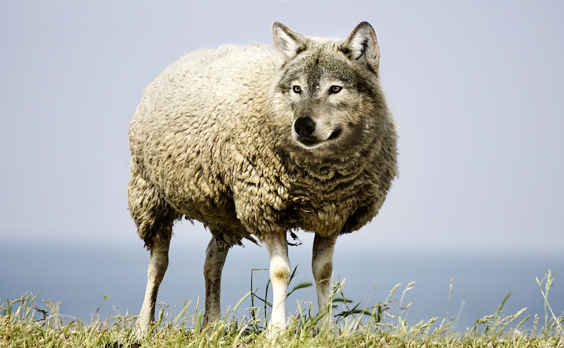 Wolf In Sheep Clothing