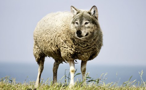 Wolf In Sheep Clothing